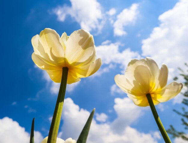 Beautiful yellow tulips on background of blue sky with clouds