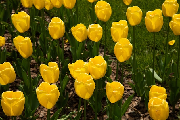 Beautiful yellow tulips grow in the yard