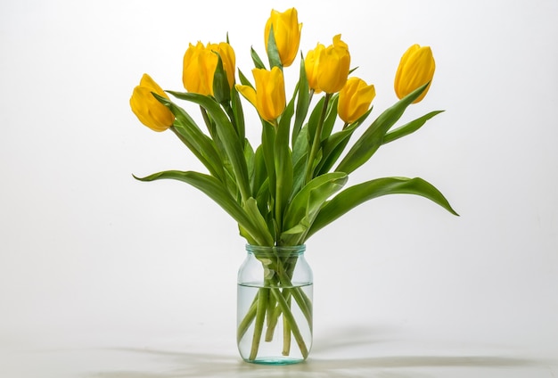 Beautiful yellow tulips isolated on white background