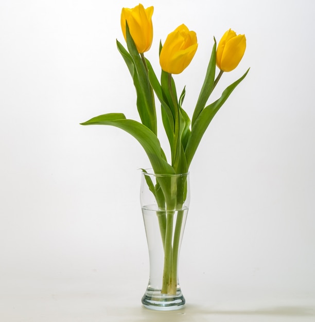 Beautiful yellow tulips isolated on white background