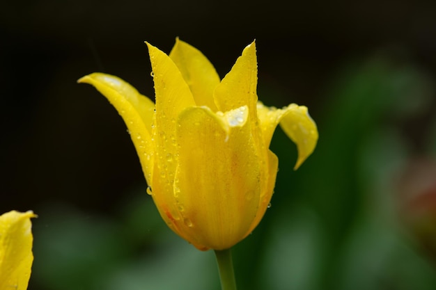 Beautiful yellow tulips Yellow tulip field Yellow tulip over green background