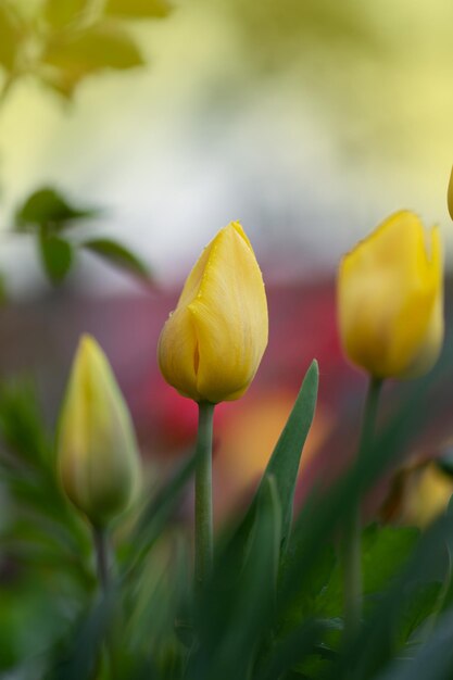 Beautiful yellow tulips Yellow tulip field Yellow tulip over green background