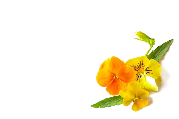 Beautiful yellow violets flowers, floral corner arranged on white background, copy space