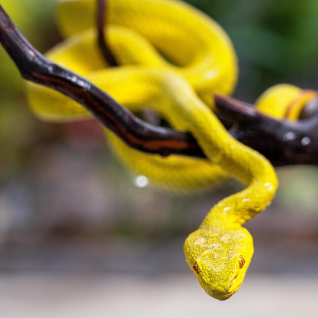 Beautiful Yellow Viper Snake In close Up