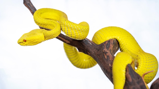 Beautiful Yellow Viper Snake In close Up