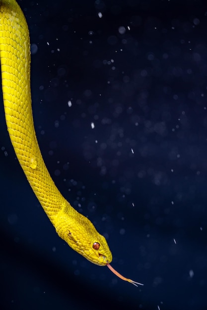가까이에서 아름 다운 노란 바이퍼 뱀