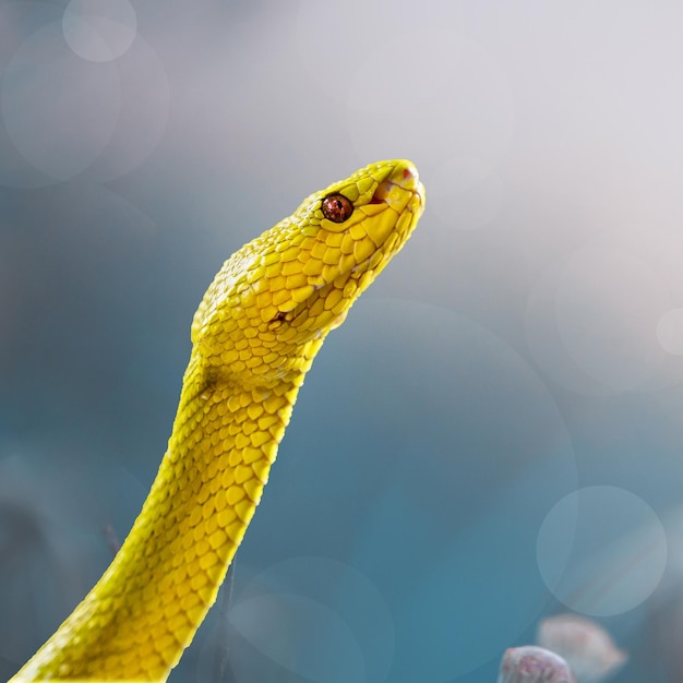 가까이에서 아름 다운 노란 바이퍼 뱀