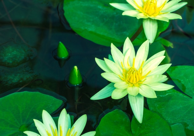 Beautiful yellow waterlily or lotus flower in pond
