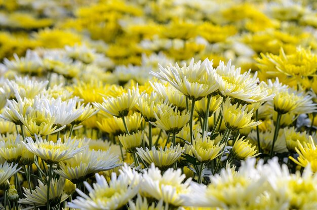 野外プランテーションでのキクの美しい黄色と白の花、ドイインタノン山の温室でのフラワーガーデン農業事業、チェンマイ、タイの農業産業