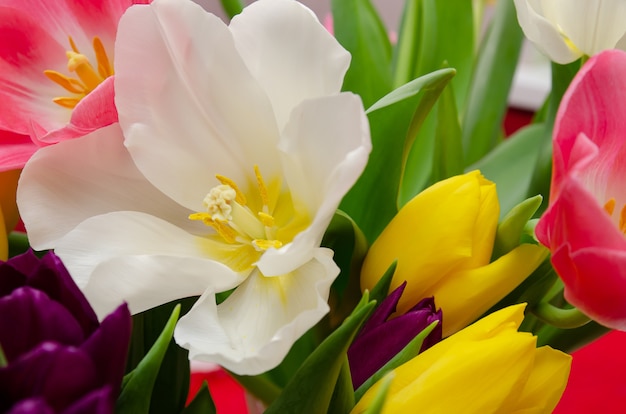 beautiful yellow white purple and pink tulips