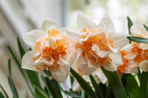 Beautiful Yellow and white terry daffodils closeup