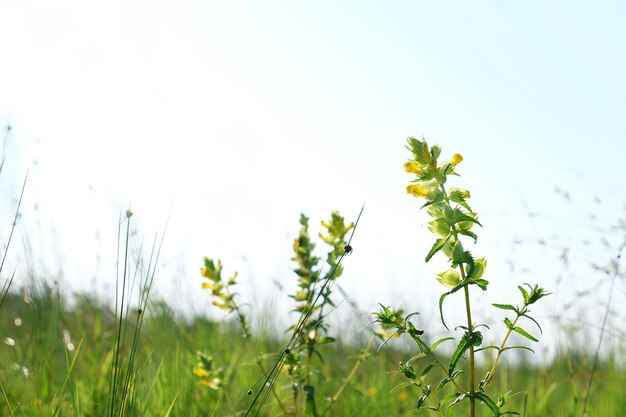 Beautiful yellow wildflowers on sky background