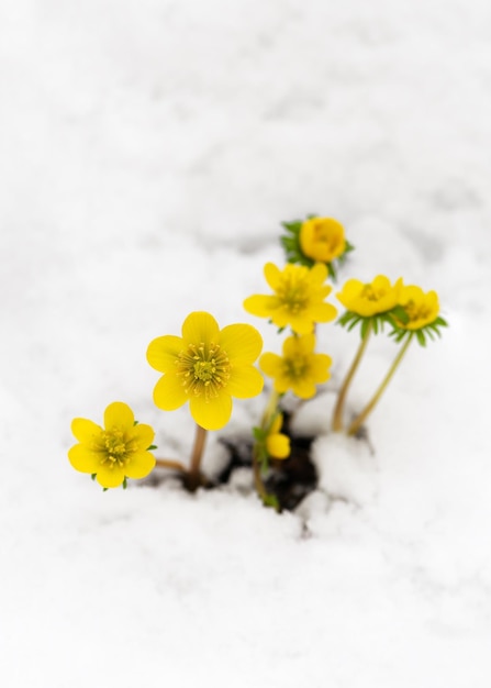 Image of Winter aconite flower with snow