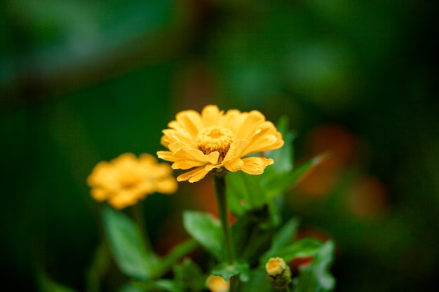 夏の美しい黄色の百日草の花。百日草黄色。