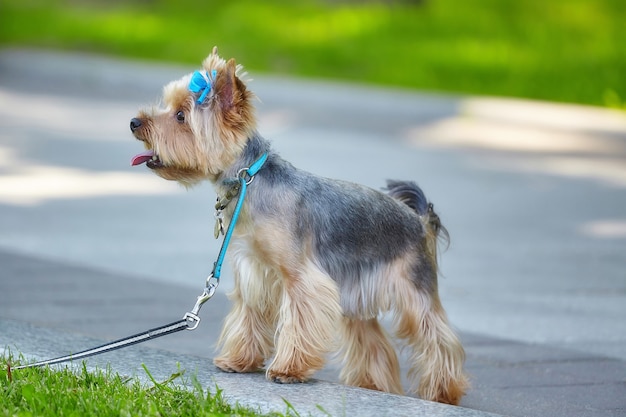 Beautiful Yorkshire Terrier dog in a city park.