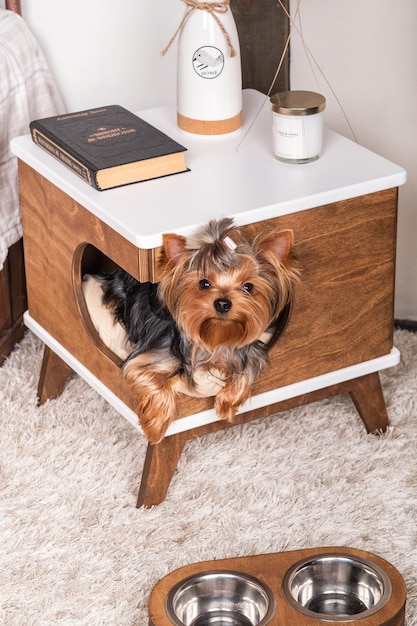 Beautiful Yorkshire Terrier dog peeps out of his beautiful animal house