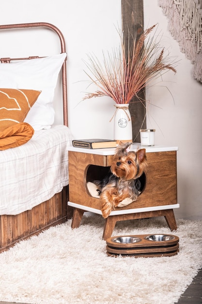 Il bellissimo cane yorkshire terrier fa capolino dalla sua bellissima casa degli animali