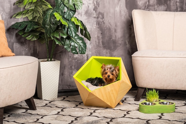 Beautiful Yorkshire Terrier Dog sitting in his cozy green bed