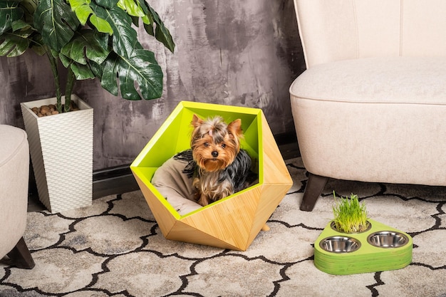 Photo beautiful yorkshire terrier dog sitting in his cozy green bed