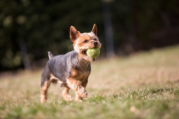 Beautiful Yorkshire terrier playing with a ball on a grass