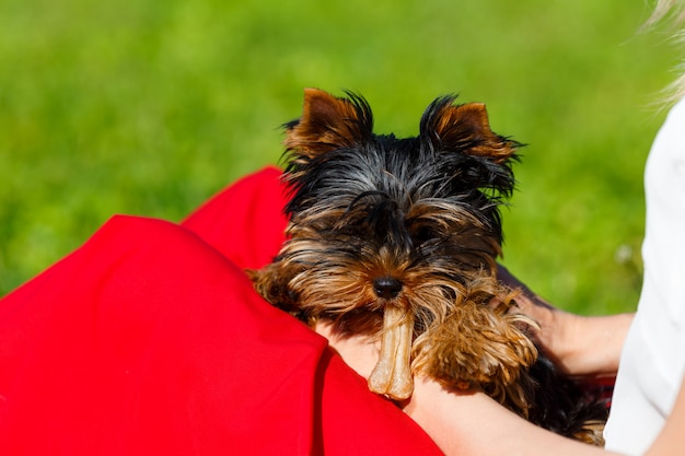 Beautiful Yorkshire terrier playing with a toy in the hands of its owner