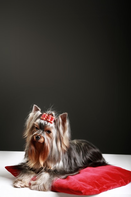 Beautiful Yorkshire Terrier posing for the camera