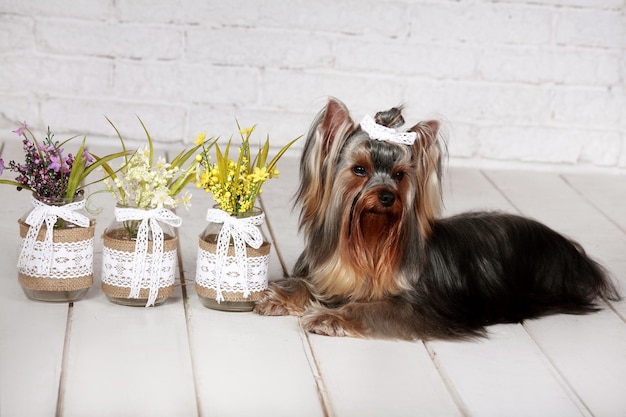 Beautiful Yorkshire Terrier posing for the camera