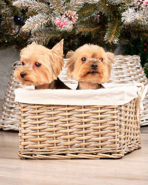 Beautiful Yorkshire terrier puppies in a rattan basket.