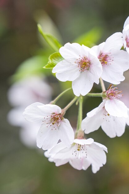 Beautiful Yoshino Tokyo Sakura Cherry Blossom in springtime is blooming Alishan National Forest Recreation Area in Taiwan