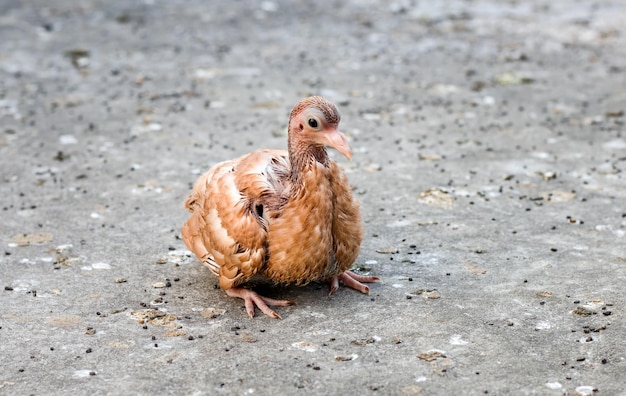 A beautiful young baby pigeon enjoying the sunshine on the rooftop