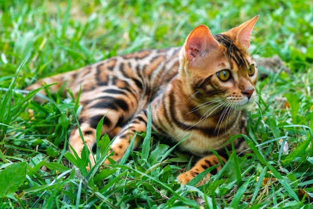 Красивый молодой бенгальский кот в саду