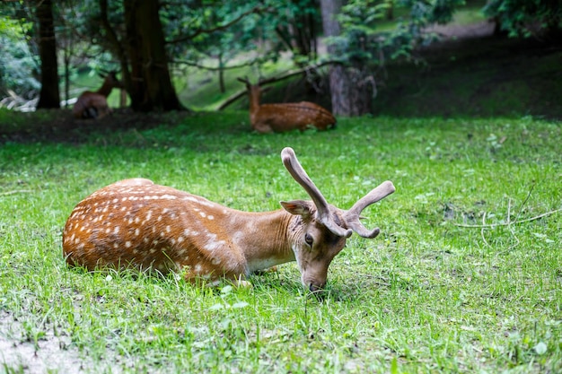 Beautiful young brown deer in the wild Wild deer among green trees