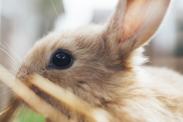 写真 ストロー・ヘイの背景にある美しい若い茶色のウサギ