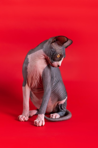 Photo beautiful young cat of canadian sphynx breed posing on red background bowing head looking down