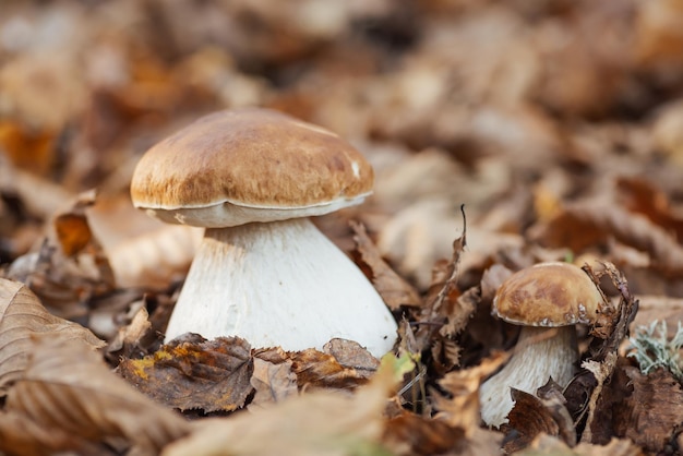 Beautiful young cep mushrooms in leaves in the forest close up Edible porcini mushroom in autumn forest on sunlight