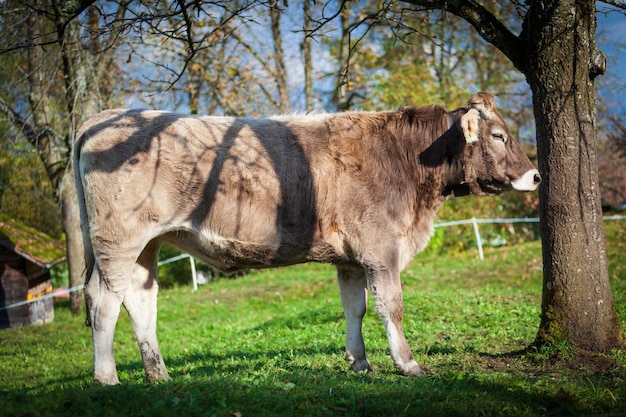 beautiful young cow on pasture cow on a meadow