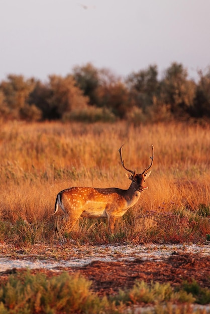 Beautiful young deer walks outdoors on the field at daytime