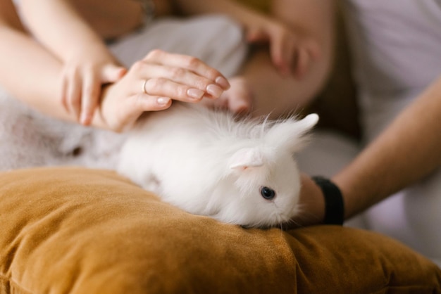 白い服を着た美しい若い家族の男性の女性と息子は、自宅でウサギと一緒にベッドで遊ぶ