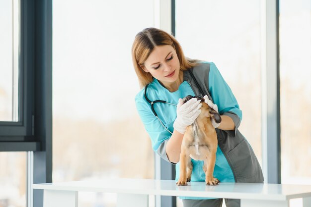 クリニックで犬を調べる美しい若い女性獣医