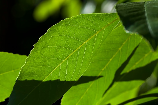 Bella giovane fogliame di alberi verdifoglie di un albero nella stagione estiva o primaverile