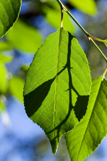 Красивая молодая листва зеленых деревьев листва дерева в летний или весенний сезон