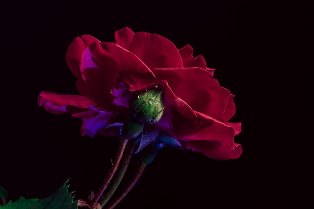 Beautiful young fresh roses Black background Close up of a one of red rosesin