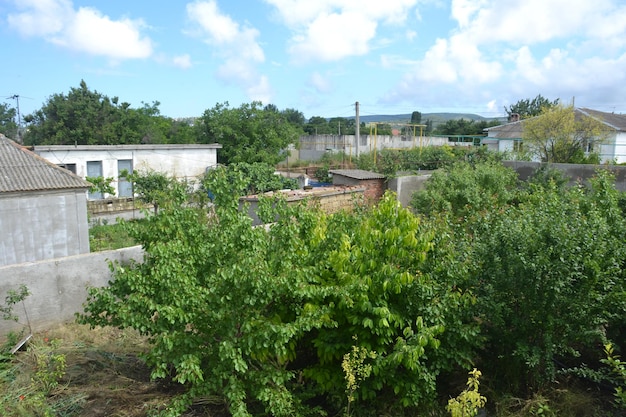 Beautiful young fruit trees in the garden Green grass under the trees