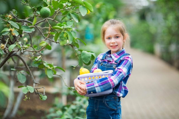 온실 정원에서 그녀의 손에 레몬 바구니와 함께 아름 다운 어린 소녀