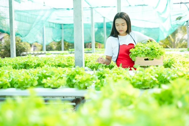 Красивая молодая девушка, работающая в гидропонной системе, выращивает органическую маленькую салатную ферму.