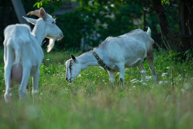 Beautiful young goats at sunset Lifestyle goats photo Conceptual photography of goat health Attractive goats photo