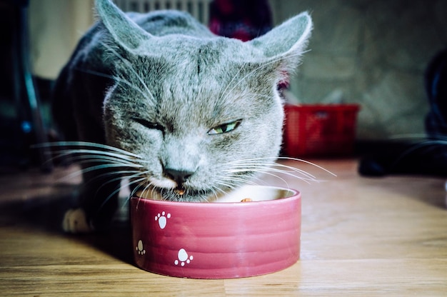 Beautiful young gray cat eating from a bowl with pleasure close up