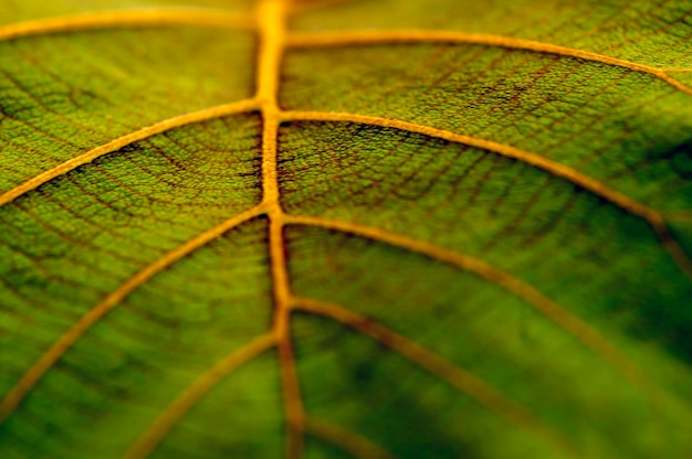 Beautiful young green leaves texture of the teak plant