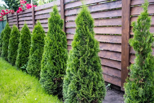 Bella giovane thuja verde sullo sfondo di una staccionata in legno.