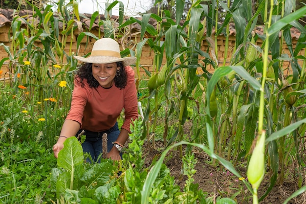 Beautiful young hispanic woman with sombrero picking herbs from her garden vegetable patch while smiling